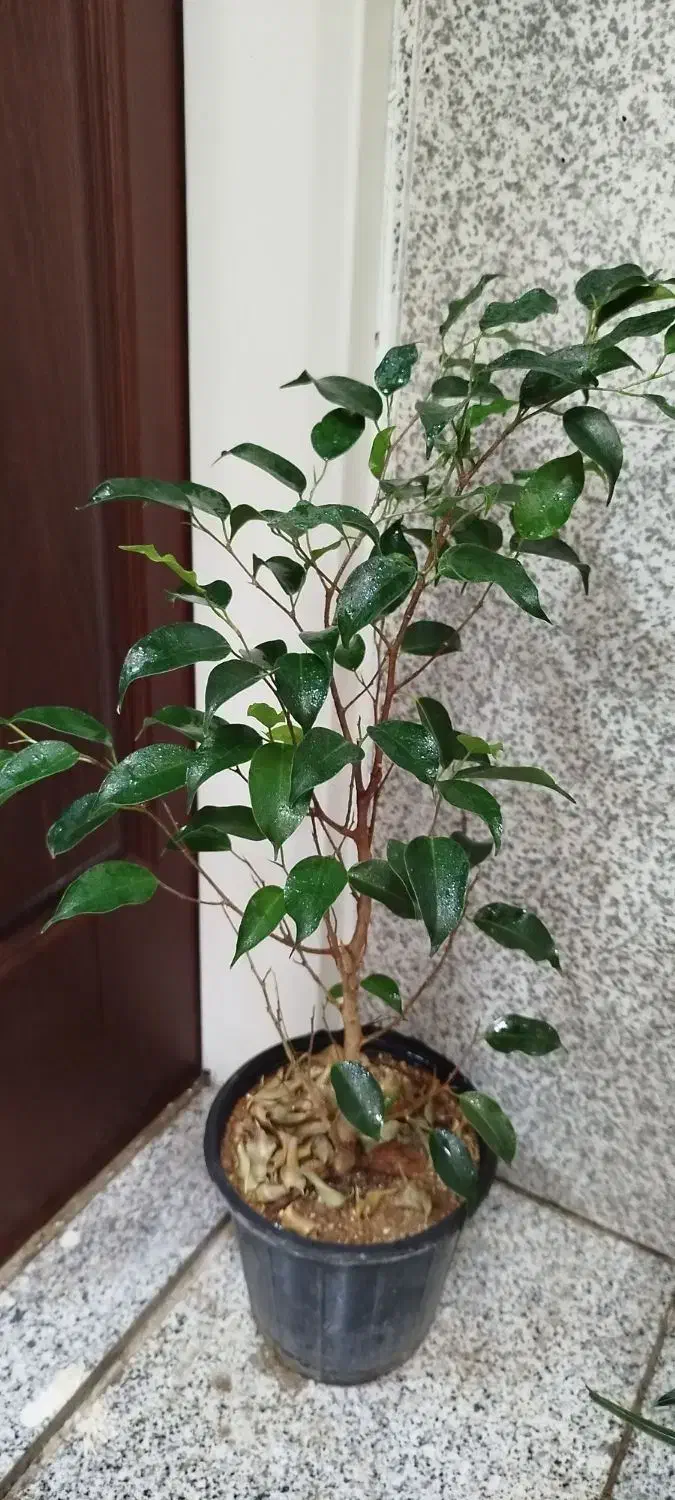 فروش انواع گل طبیعی